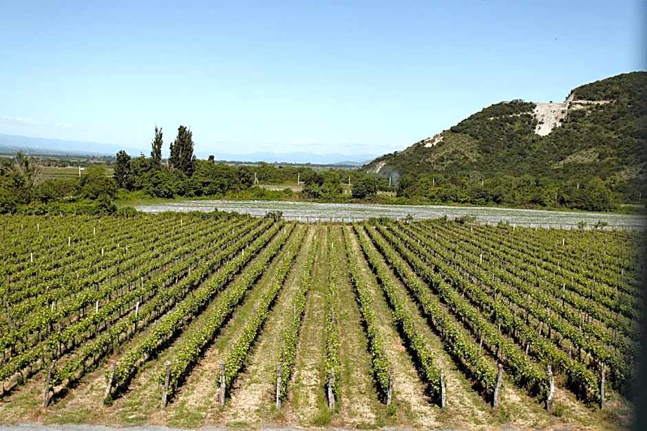 Burki Castle & Cellar