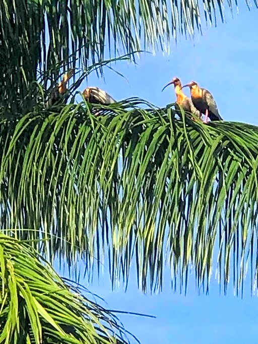 Casa de Campo Tamanduá - Conexão com a Natureza!