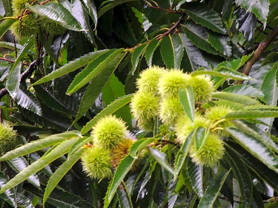 Paiol - Tô na Roça - Junto á natureza!!!