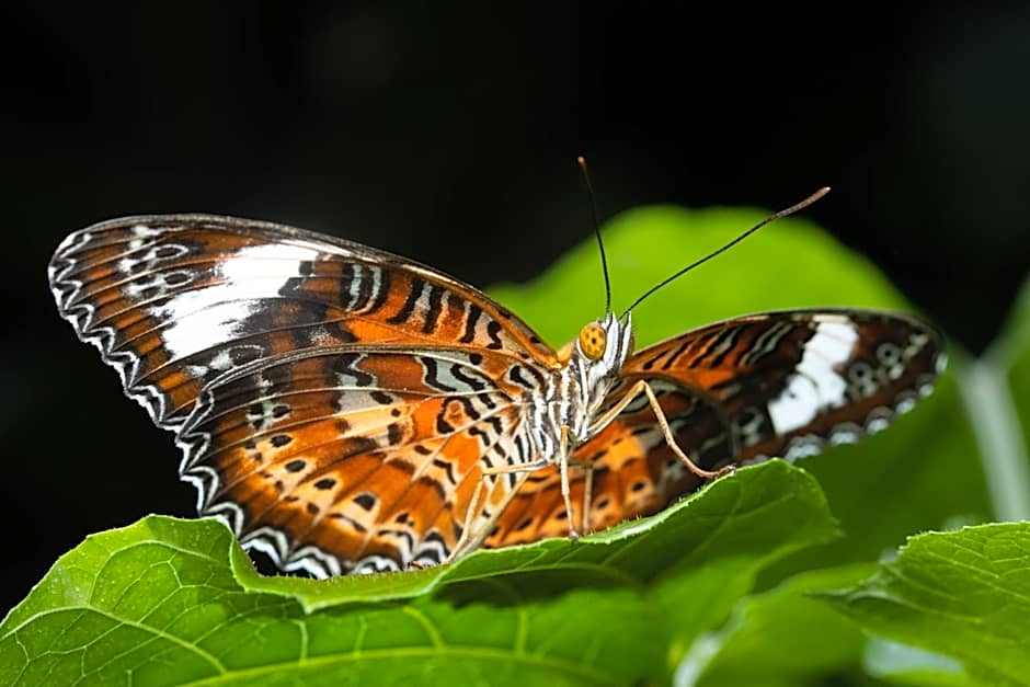 Batchelor Butterfly Farm