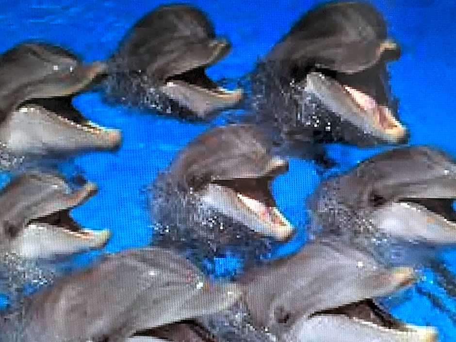 TI PARADIS DE l'ANSE FIGUIER VILLA voir site vacances en martinique