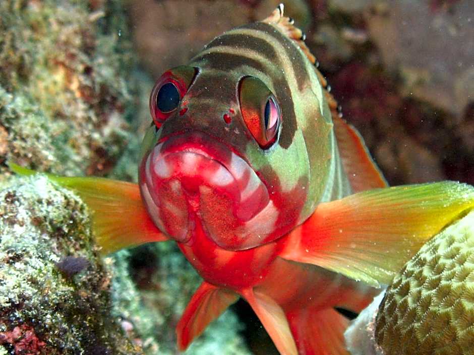 Oma In Pemuteran Bali