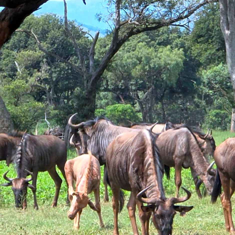 Glen Afric Country Lodge