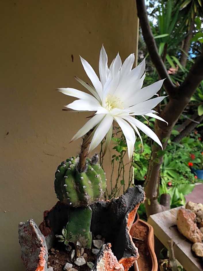 Pousada Casa do Cerrado - Alto Paraíso de Goiás