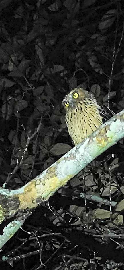 Borneo Jungle Adventure