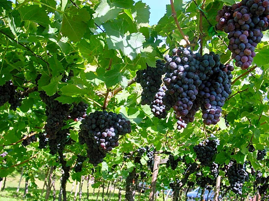 Pension Appartment Hecherhof