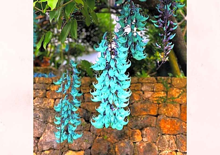 Blue Steak Wonder Nagahama