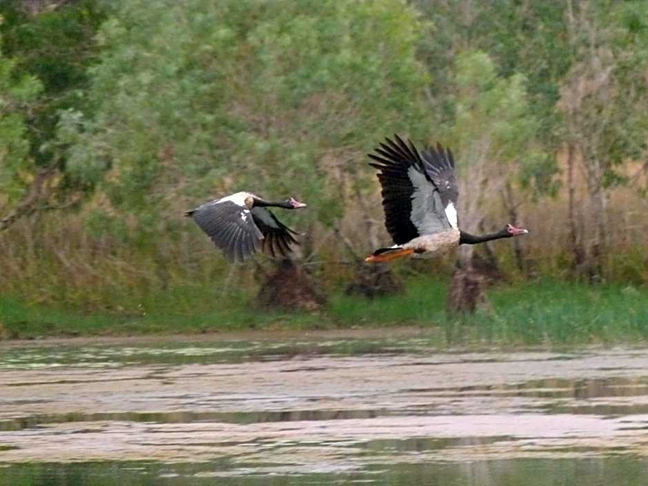 Mercure Kakadu Crocodile Hotel