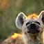 Imagine Africa Luxury Tented Camp