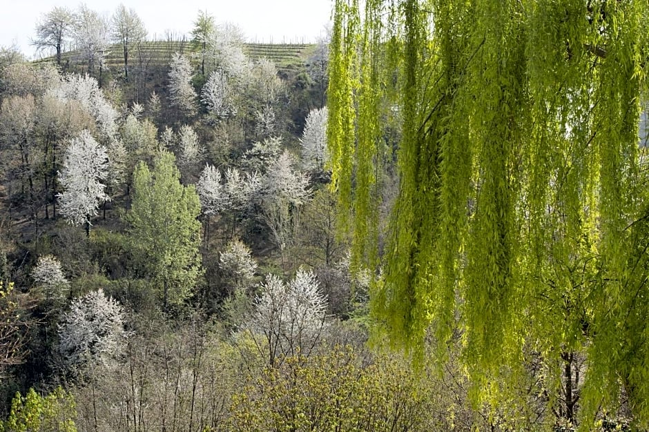 Il bosco delle torte