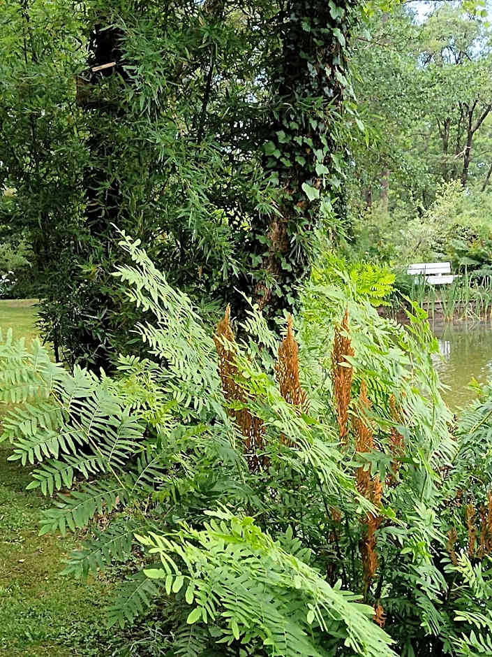 Le Moulin de Saubrigues