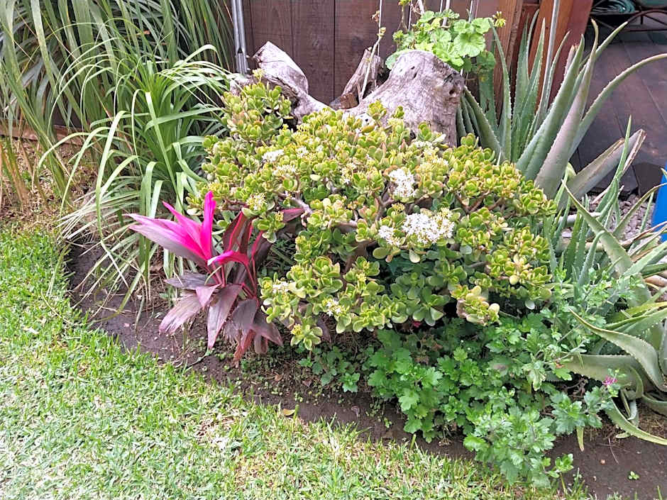Hospedaje San Antonio Tepoztlan.