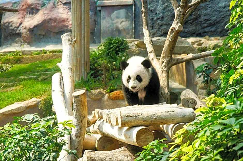 City of Dreams - The Countdown Hotel