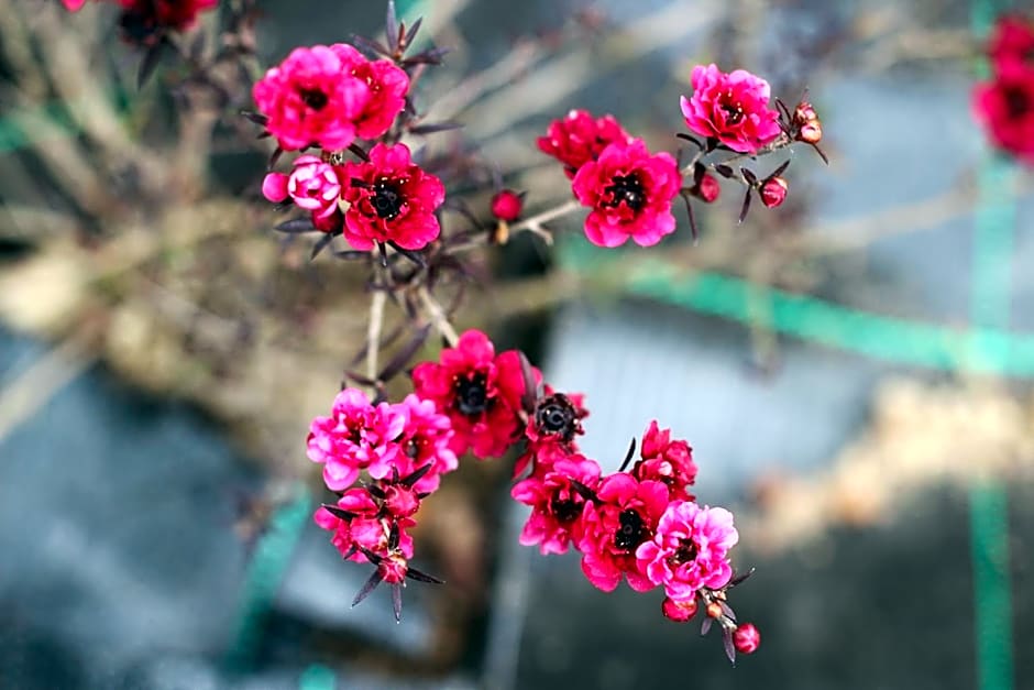 World's Nests Furnas Pods Village