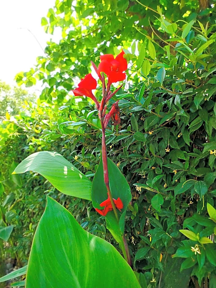 Theano Luxury Suites Nikiti