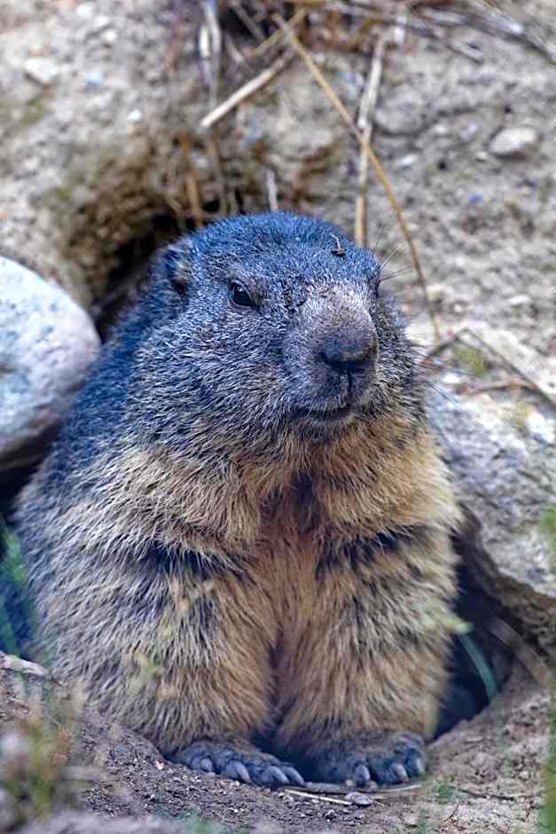 Zoo des Marécottes Boutique Hôtel