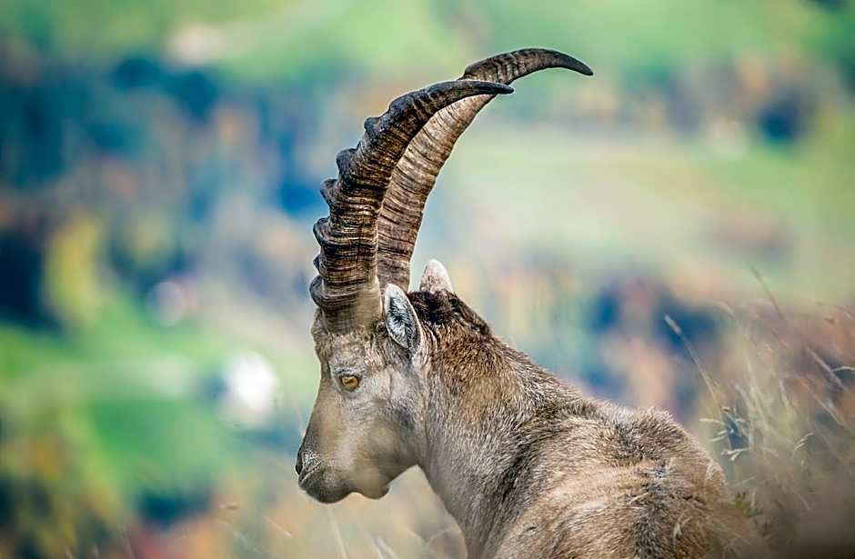 Edelweiß am Öberle