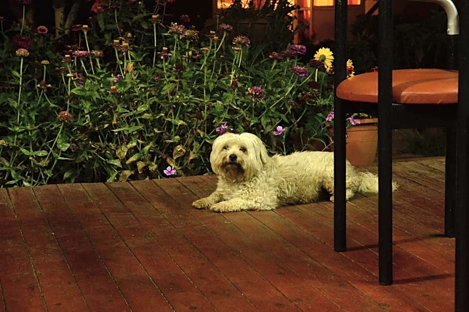 Baladinos Apartments