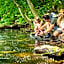 Seehotel Maria Laach