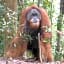 ORANGUTANTREKSUMATRA & LOVELY JUNGLE LODGE only book IF you are treking with us