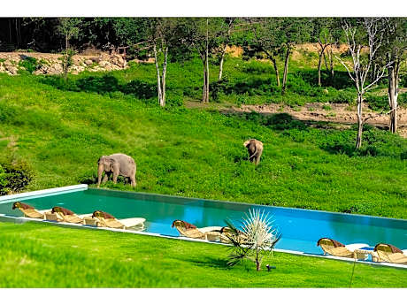 Wild Cottages Elephant Sanctuary Resort