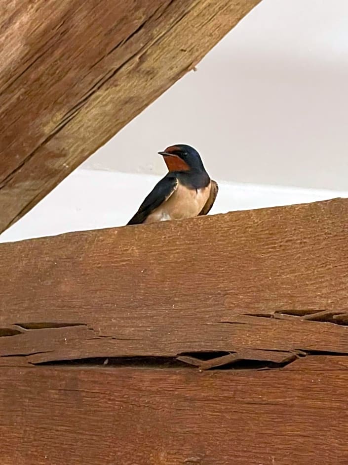 Maison Hirondelles Hôtes