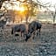 Foxy Crocodile Bush Lodge & Kruger Safaris