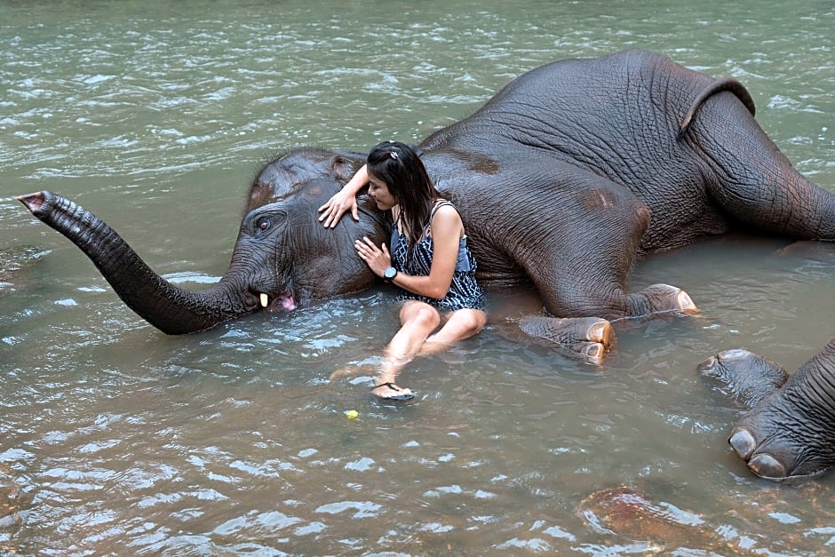 Chiang Mai Elephant Friends