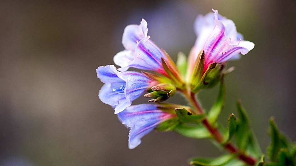 Gondwana Game Reserve