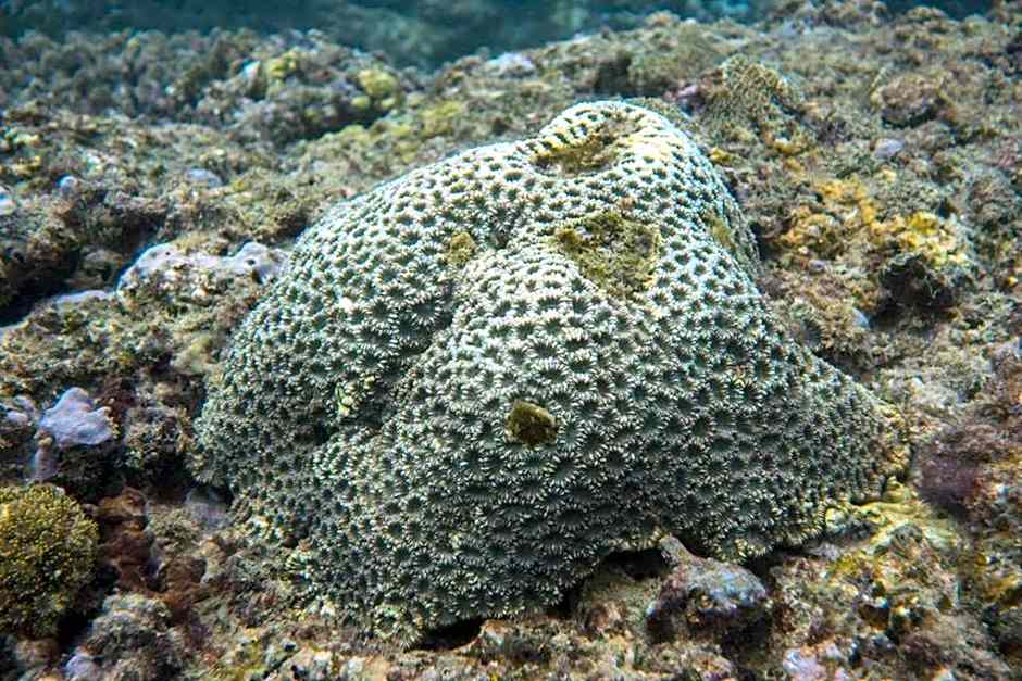 Nyang Ebay Surf Camp Siberut