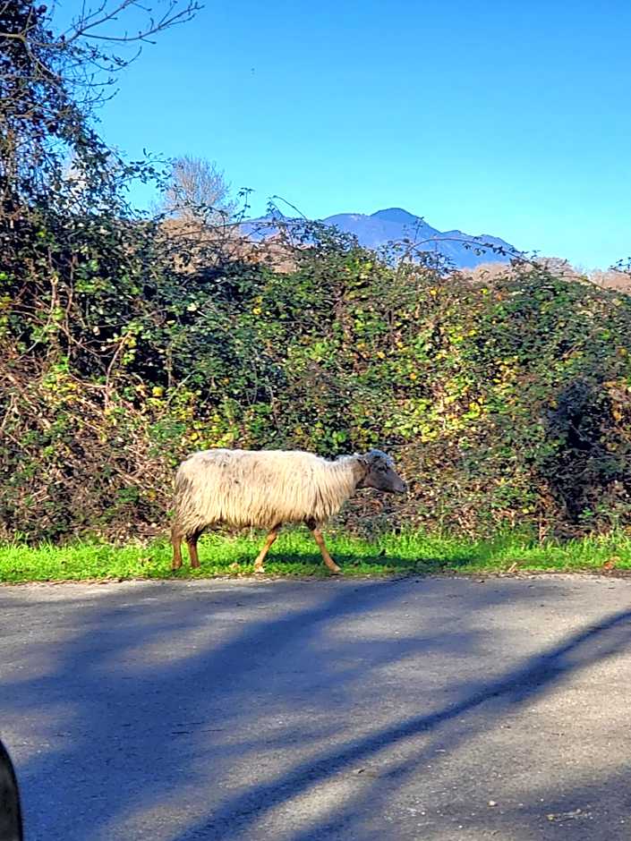 Residence Marina di Bravone