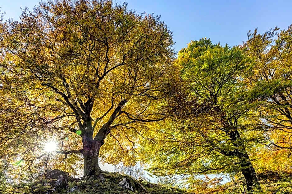 Forsters Schwarzwald Hof - Resort-Hotel&Pension