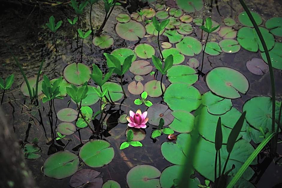 Gite Chambre d'hotes insolite dans un pigeonnier à 5 minutes de Marciac Gers
