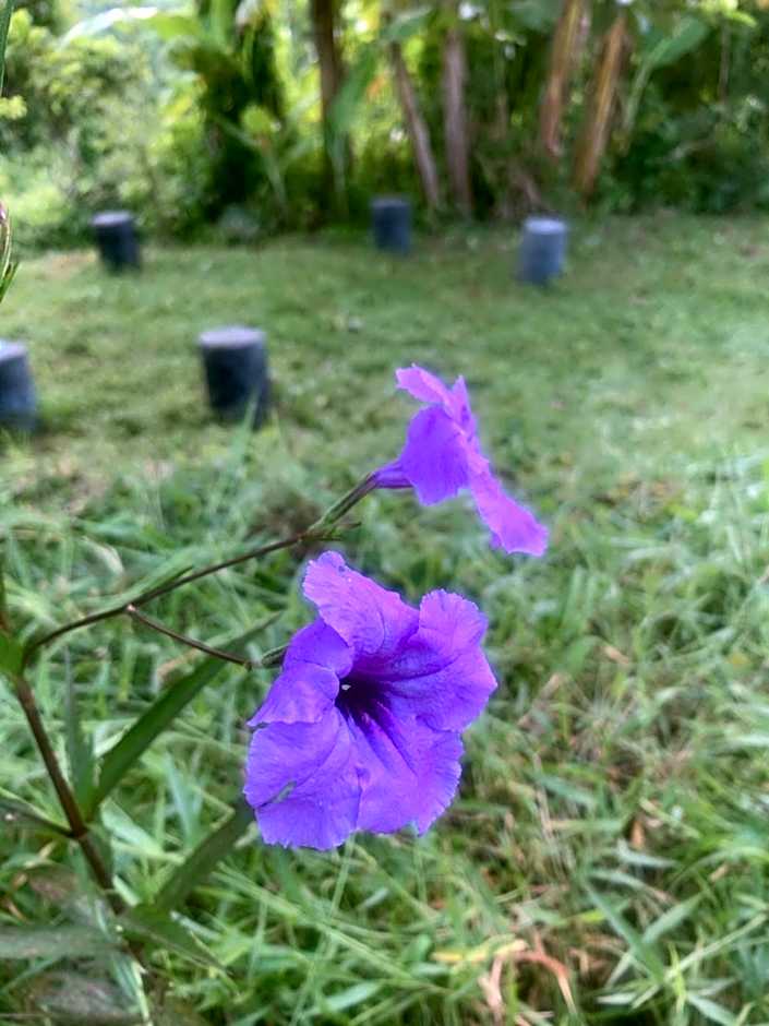 Shanti Wellness Sanctuary