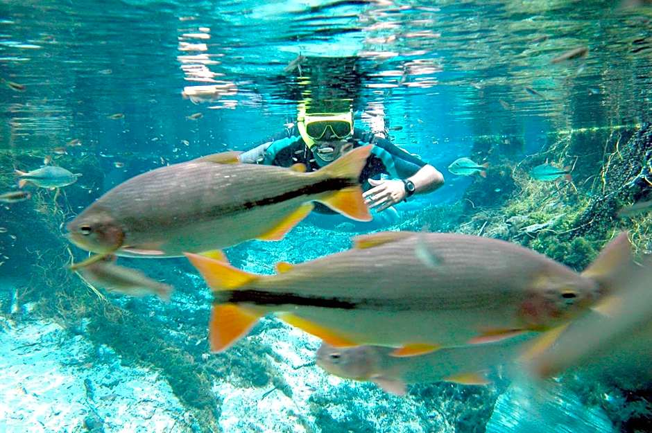 Chalé Container Nobres Asa Própria