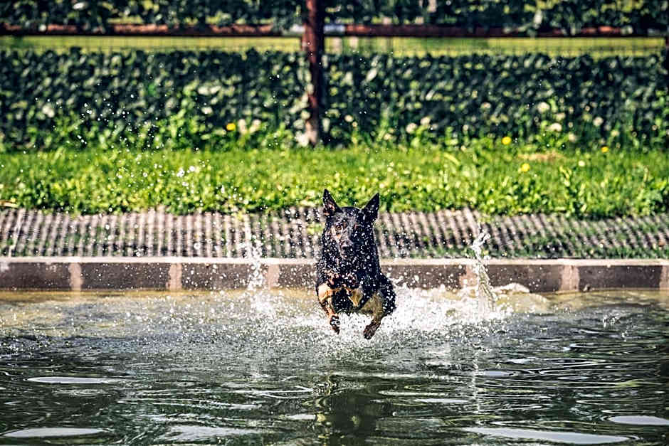 Chalets Franciska Major, Pro Village