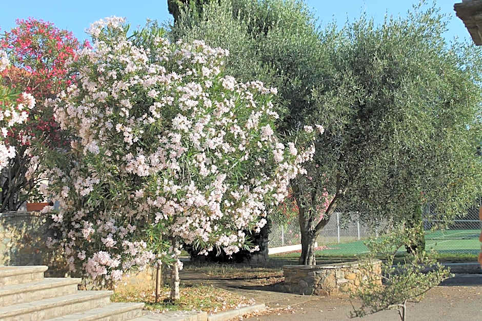 Chambres d'hôtes Le Clos des Oliviers