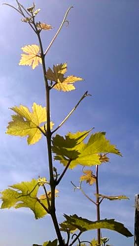 Weinhotel Hubertus Garni
