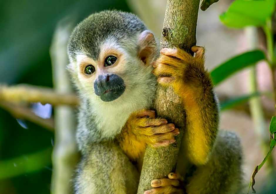 Hotel Manuel Antonio