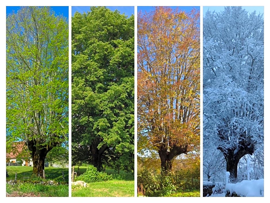 A L'Ombre du Tilleul