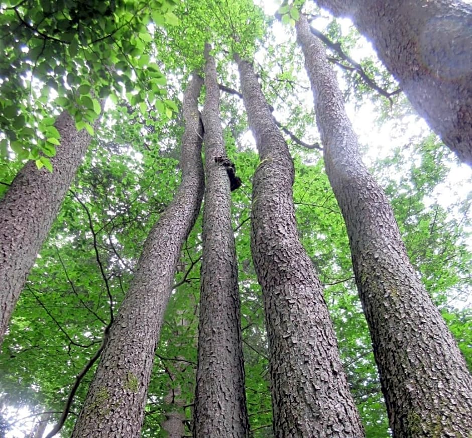 FeWo Landhaus Ederlust HeilungsRäume eV