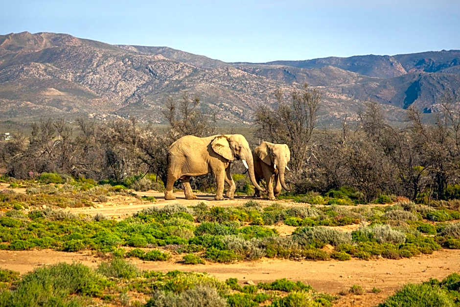 Inverdoorn Game Reserve Lodge