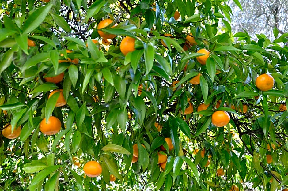 Hotel Rural de Charme Maria da Fonte