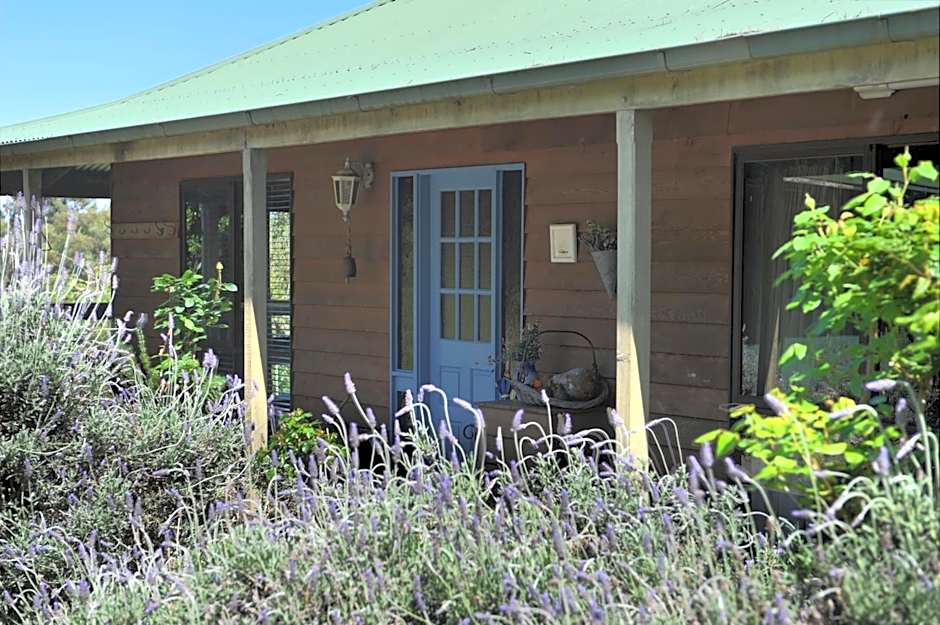 Lavender Farm