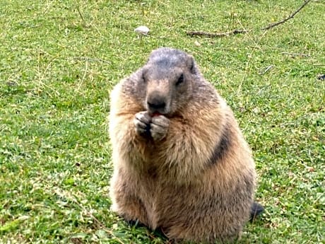 Hanneshof Resort - Hanneshof