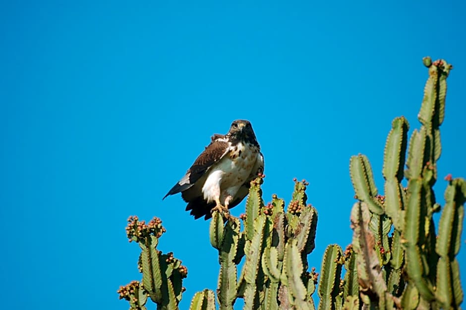 Mara Intrepids Tented Camp