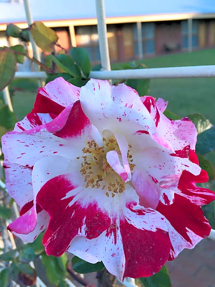 Coonawarra Place Motor Inn