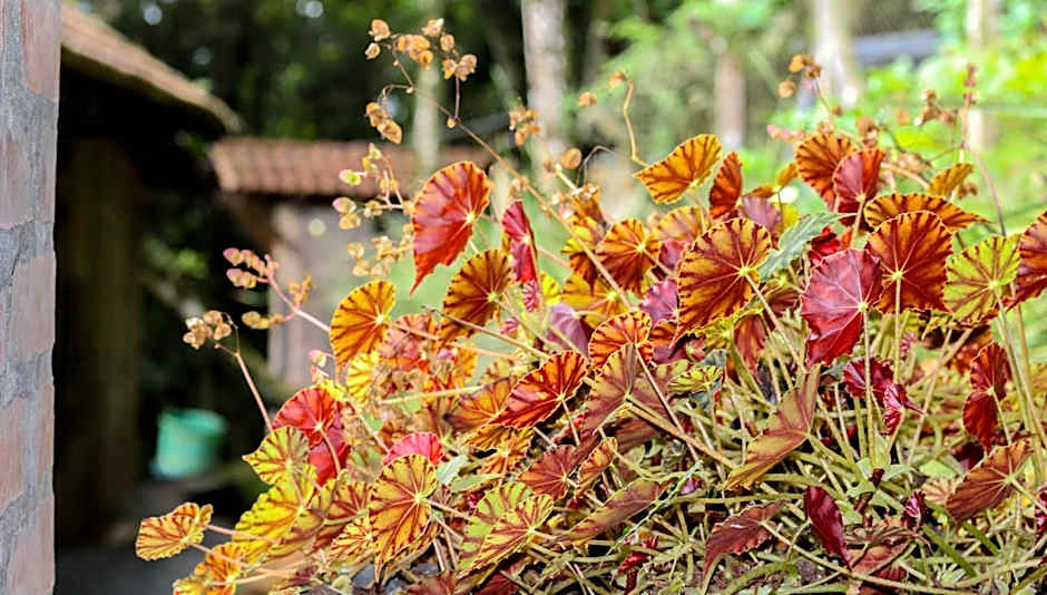Rancho do Lucas - Cabana e Chalé