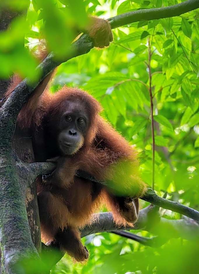 Lawang Inn Restaurant & Jungle Trek