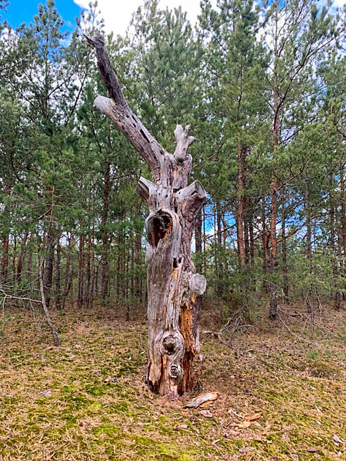 Villa boZEN w Juracie